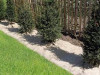 25042f.jpg